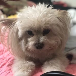 Meet your Posher, Stephen